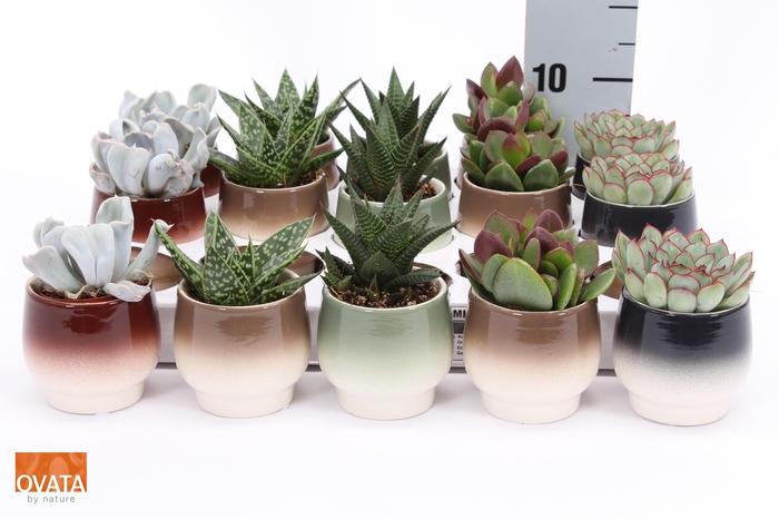 <h4>SUCC GEM 5 SRT</h4>