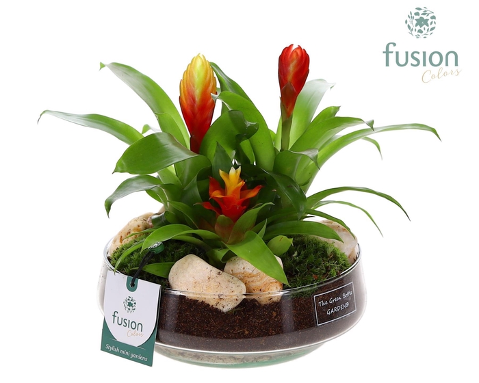 <h4>Green Bottle Iris Medium met Bromelia</h4>