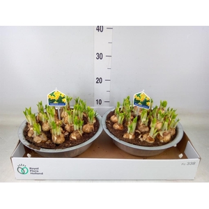 Arr.  Narcissus Tete Tete L%