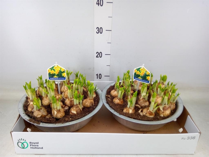 <h4>Arr.  Narcissus Tete Tete L%</h4>