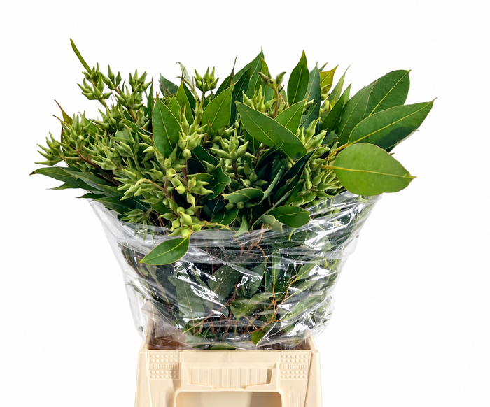 <h4>Euc. Robusta Berries Big</h4>