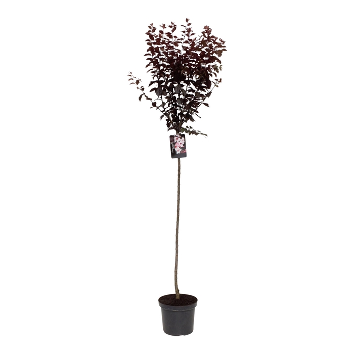 <h4>Prunus cerasifera 'Nigra' 120ST</h4>