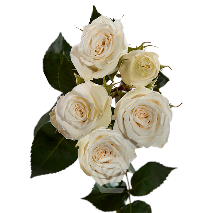 <h4>R TR SWEET DREAMS Tessa</h4>