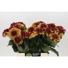 Dahlia Creme de Cognac