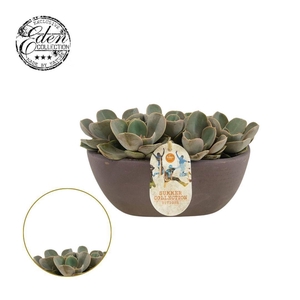 Echeveria Pearl van Neurenberg 25cm Summer Collection