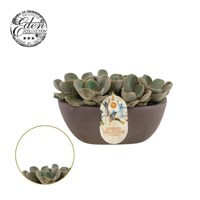 <h4>Echeveria Pearl van Neurenberg 25cm Summer Collection</h4>