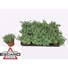 Sedum Sieboldii P8,5