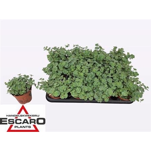 Sedum Sieboldii P8,5