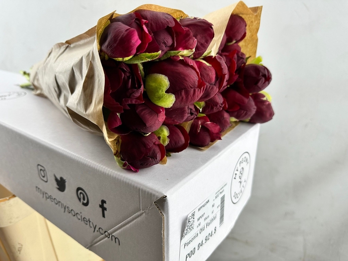 Paeonia Old Faithful