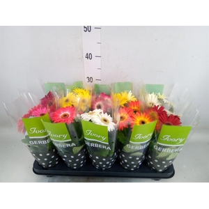 Gerbera  'Ivory'   ...mix