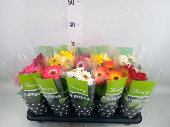 <h4>Gerbera  'Ivory'   ...mix</h4>