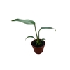 Monstera