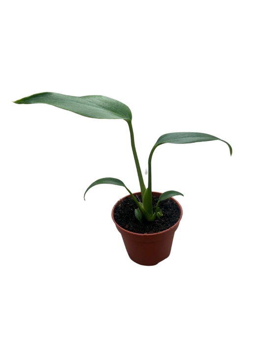 Monstera