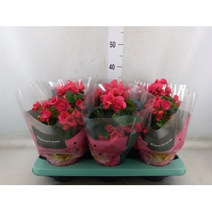 Begonia elat. DU 'Serena'