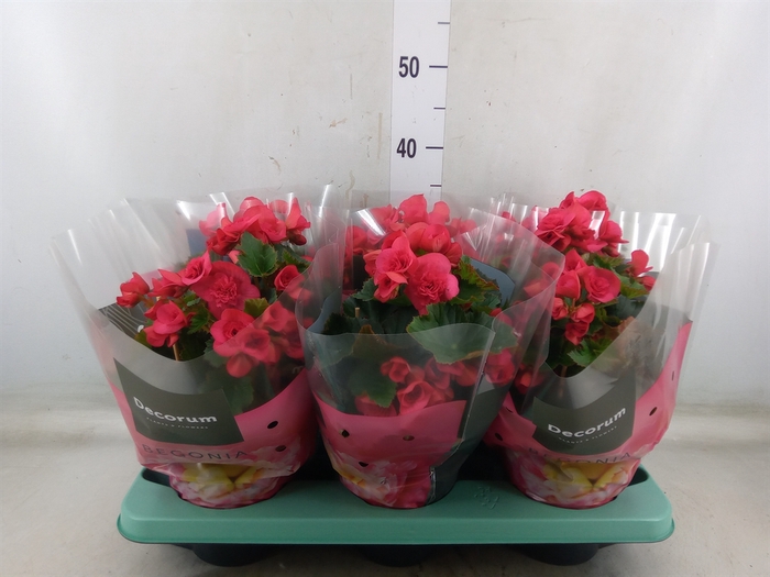 <h4>Begonia elat. DU 'Serena'</h4>