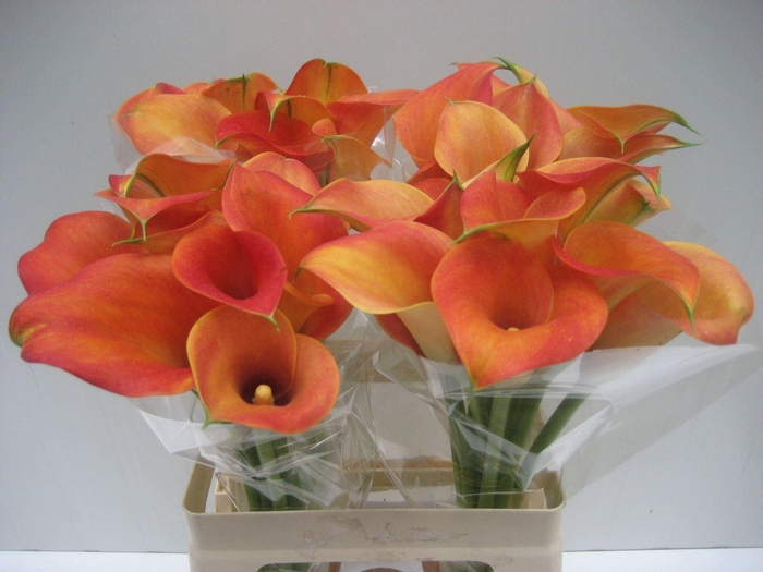 <h4>CALLA CAPTAIN BRUNELLO ZANT CAPT BR</h4>