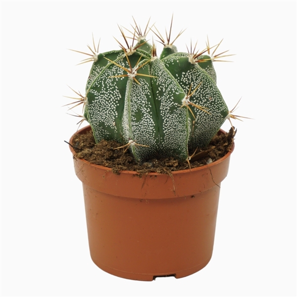 <h4>Astrophytum ornatum 10,5 cm</h4>