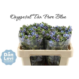OXYPETALUM CO T PURE BLUE