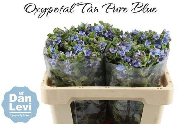 <h4>OXYPETALUM CO T PURE BLUE</h4>