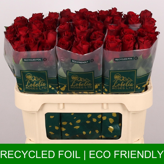 <h4>R GR EXPLORER</h4>