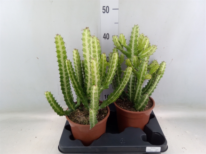 <h4>Euphorbia lactea</h4>