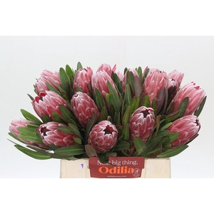Protea Pink Ice