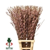 Salix Ch Red Passion