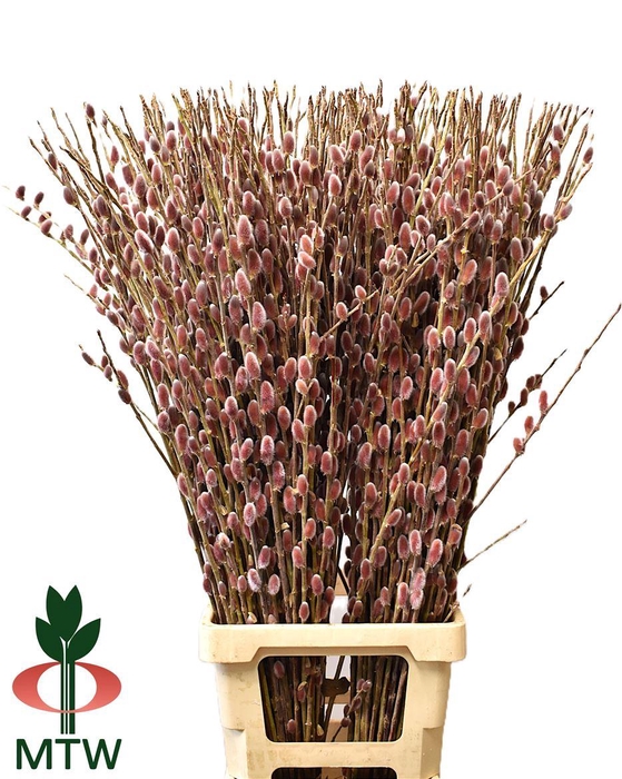 Salix Ch Red Passion