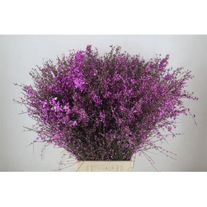 Ginster 400gr Lilac P Bunch