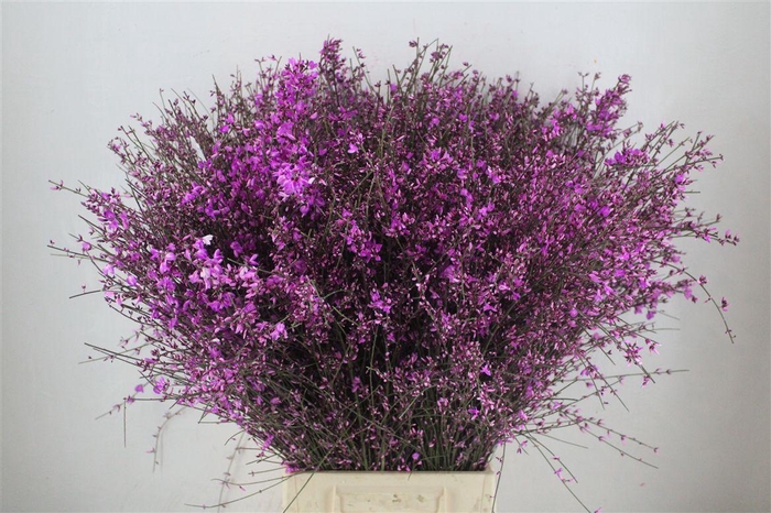 <h4>Ginster 400gr Lilac P Bunch</h4>