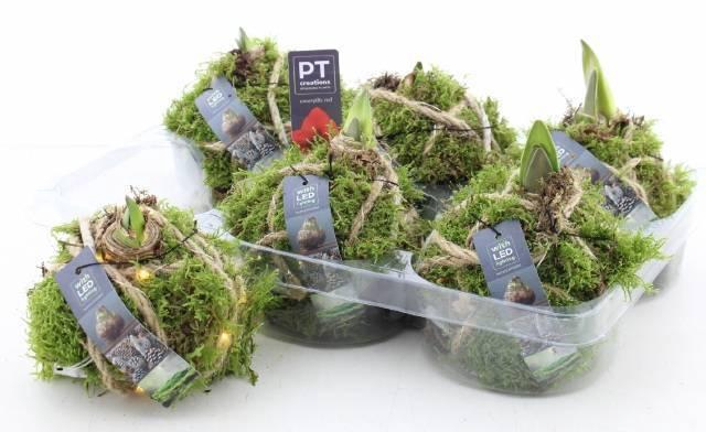 <h4>ARR BOL KNOLGEWAS</h4>