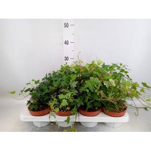 Hedera helix   ...mix 3