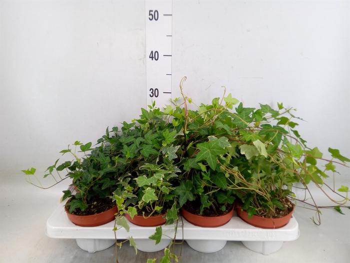 <h4>Hedera helix   ...mix 3</h4>