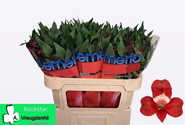 <h4>ALSTR ROCKSTAR</h4>