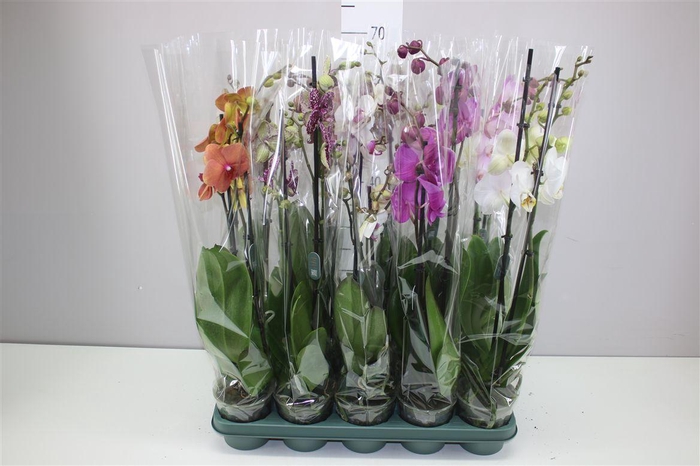 <h4>Phal Gemengd 2 Tak 18+ Mimesis</h4>