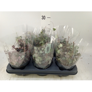 Ceropegia woodii ssp. woodii