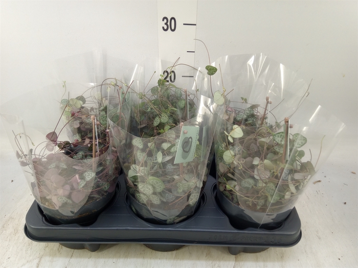<h4>Ceropegia woodii ssp. woodii</h4>