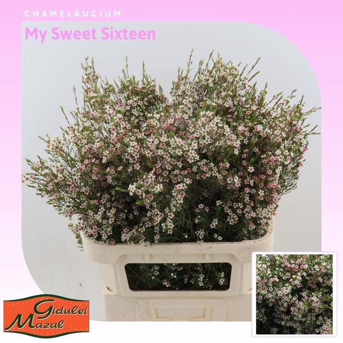 <h4>CHAME UN MY SWEET 16</h4>