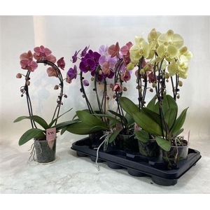 Phal Gem Bow 2 Branches 16+
