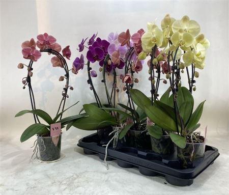 <h4>Phal Gem Bow 2 Branches 16+</h4>