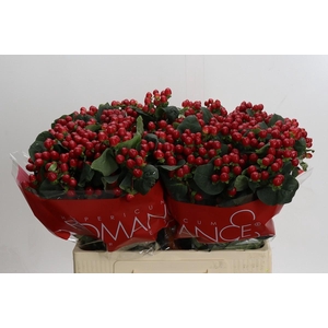 Hypericum True Romance