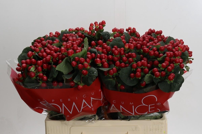 <h4>Hypericum True Romance</h4>