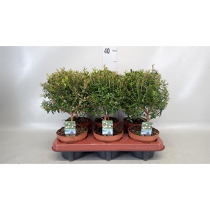 Myrtus communis