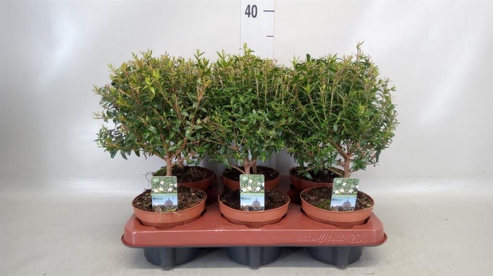 <h4>Myrtus communis</h4>