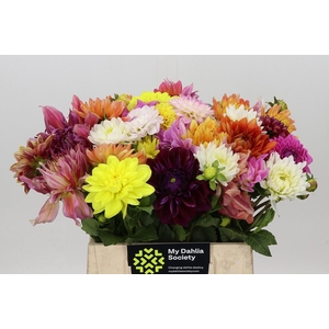 Dahlia Gemengd in bos