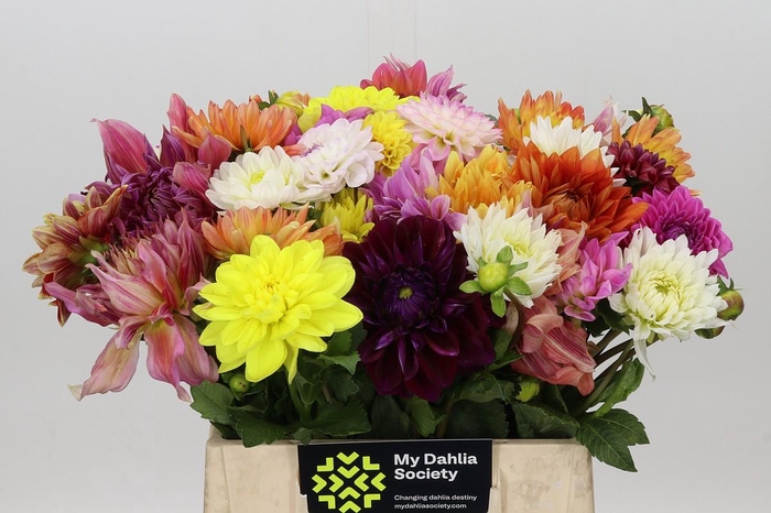 <h4>Dahlia Gemengd in bos</h4>