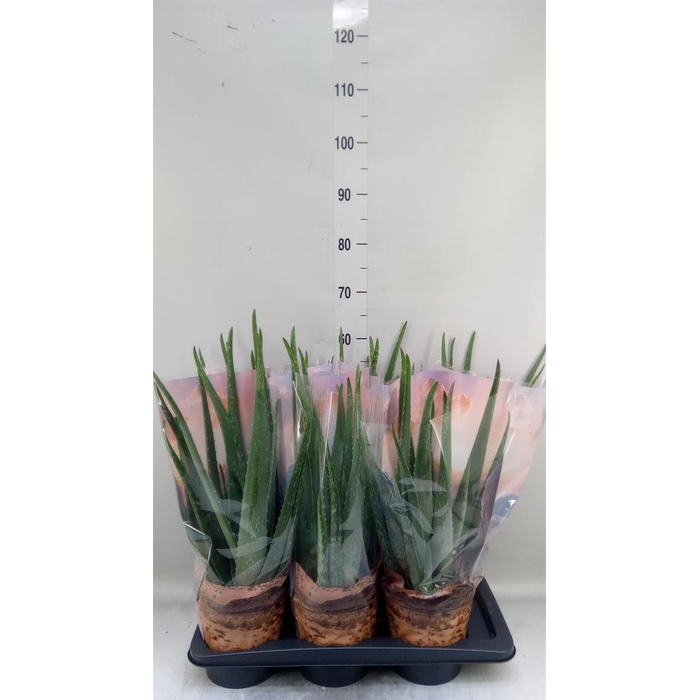 <h4>Aloe vera</h4>