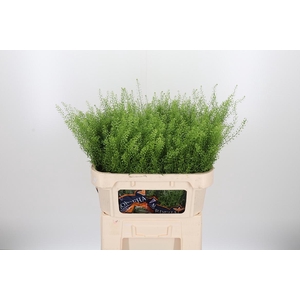Lepidium Green Bell