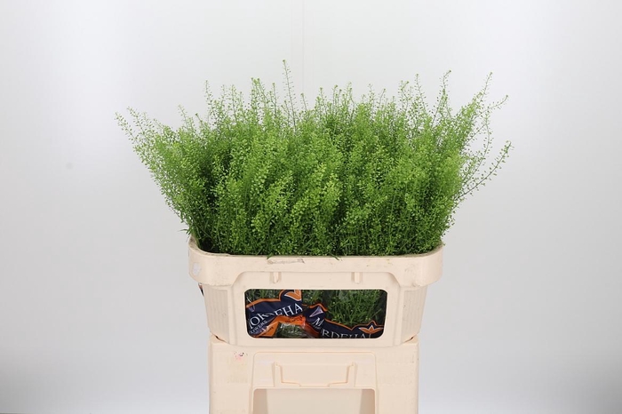 <h4>Lepidium Green Bell</h4>