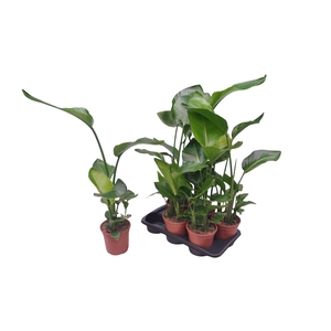STRELITZIA NICOLAI